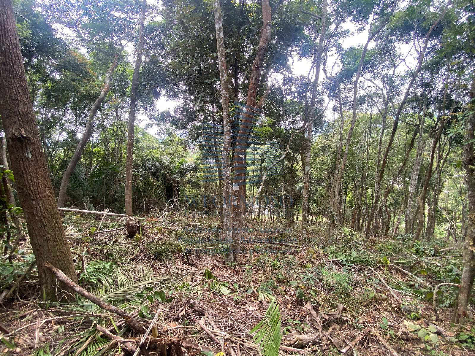 Terreno à venda, 5000m² - Foto 4