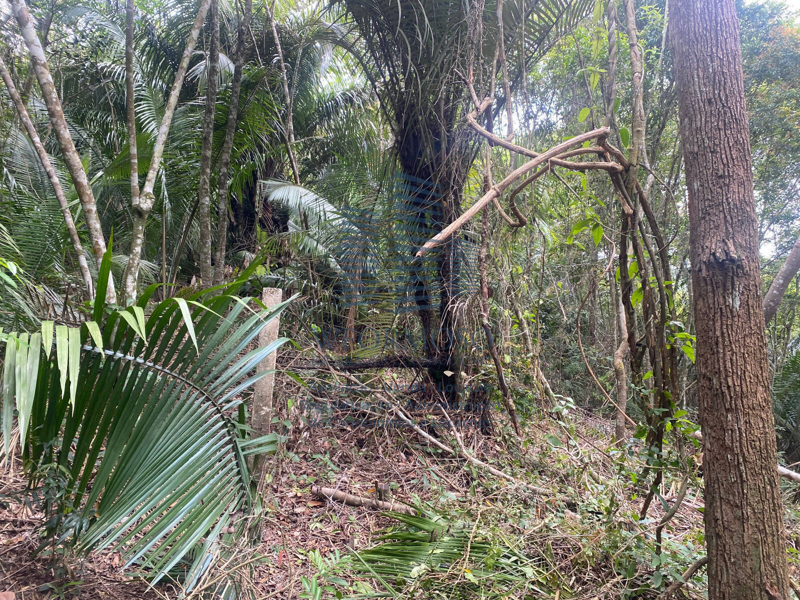 Terreno à venda, 5000m² - Foto 12